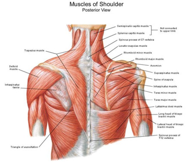 Muscles Of Shoulder
