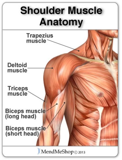 shoulder-muscle-anatomy